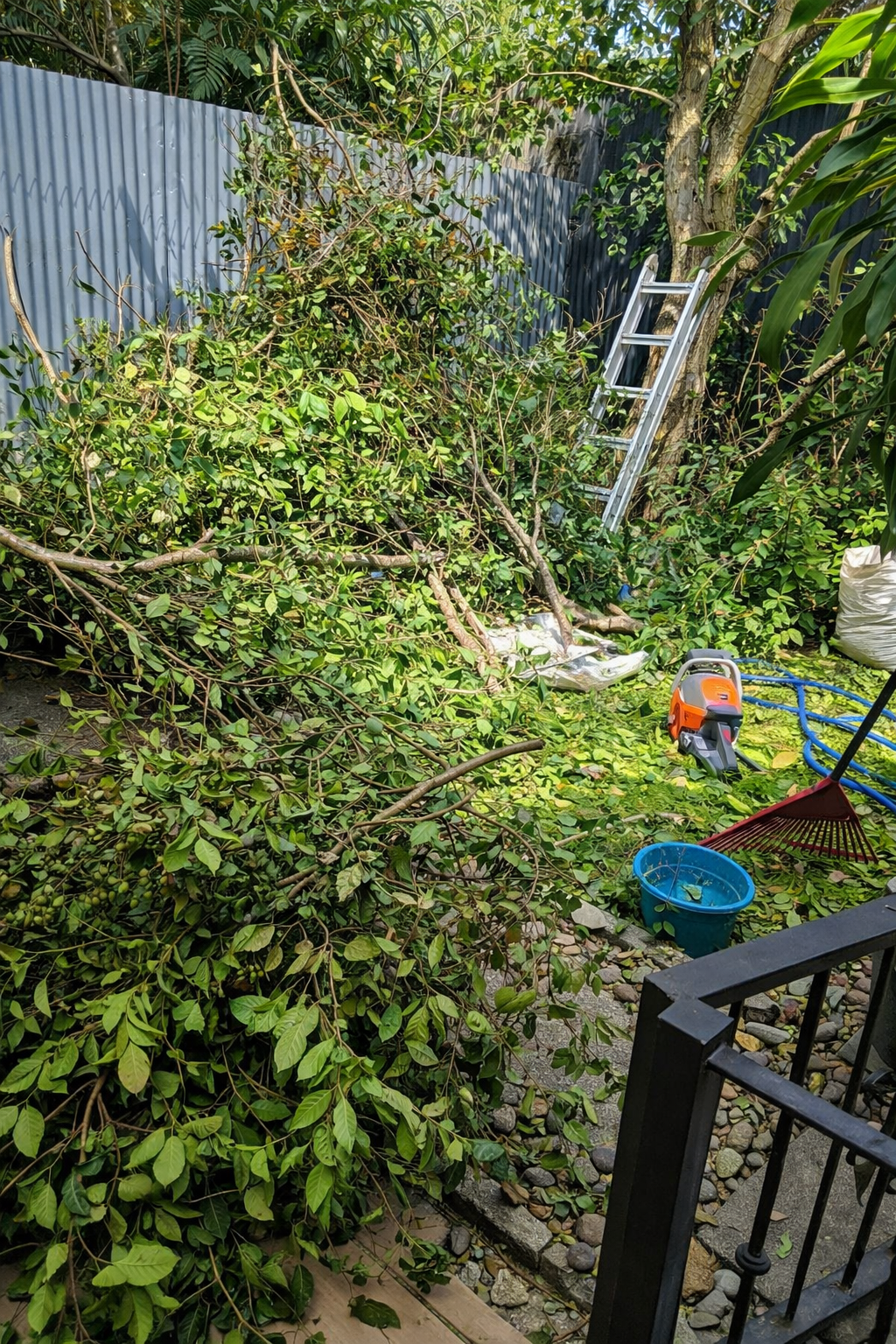 Poda y tala de arboles
