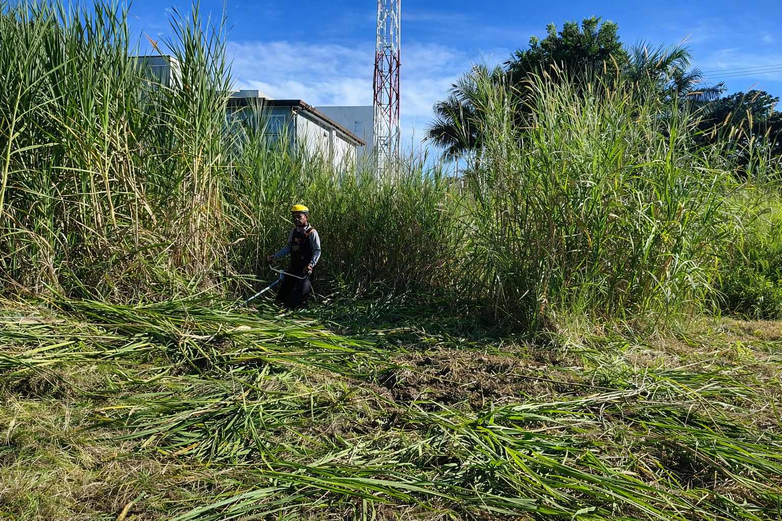 Chapea de lotes baldíos